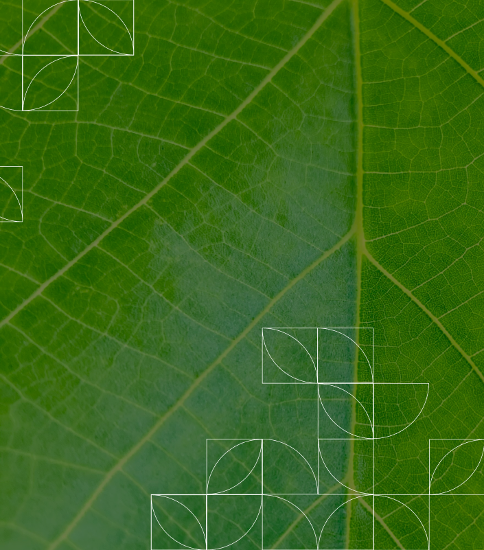 Authentication image